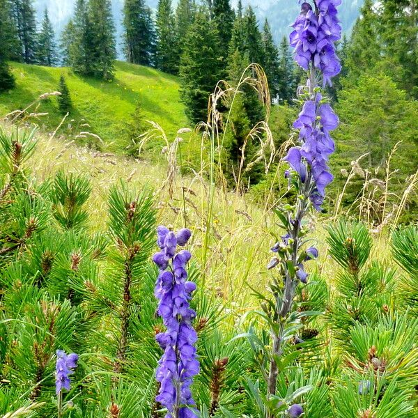 Aconitum napellus Habit