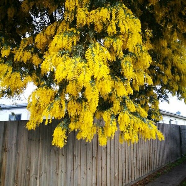 Acacia baileyana Кветка