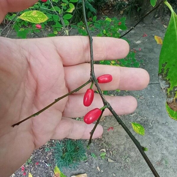 Lindera benzoin Fruit