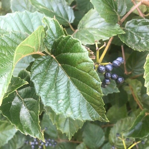 Viburnum dentatum Hostoa