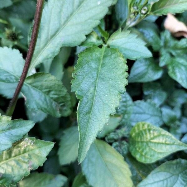 Bidens alba Leaf