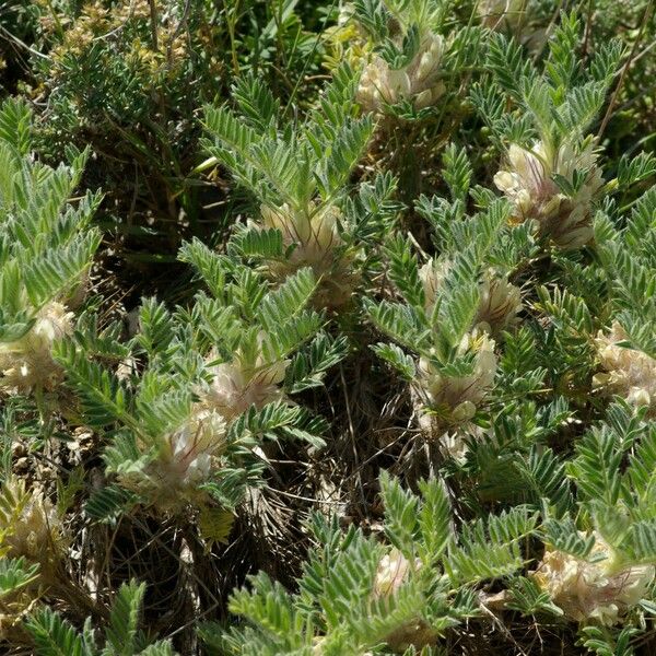 Astragalus sempervirens Flors