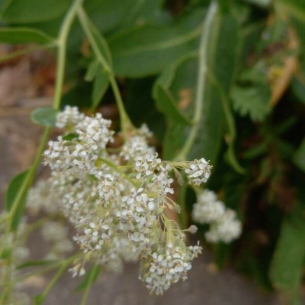 Lepidium latifolium Flor