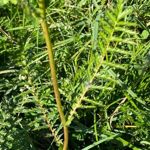 Filipendula vulgaris 叶