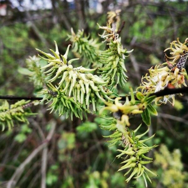 Salix × reichardtii Floro