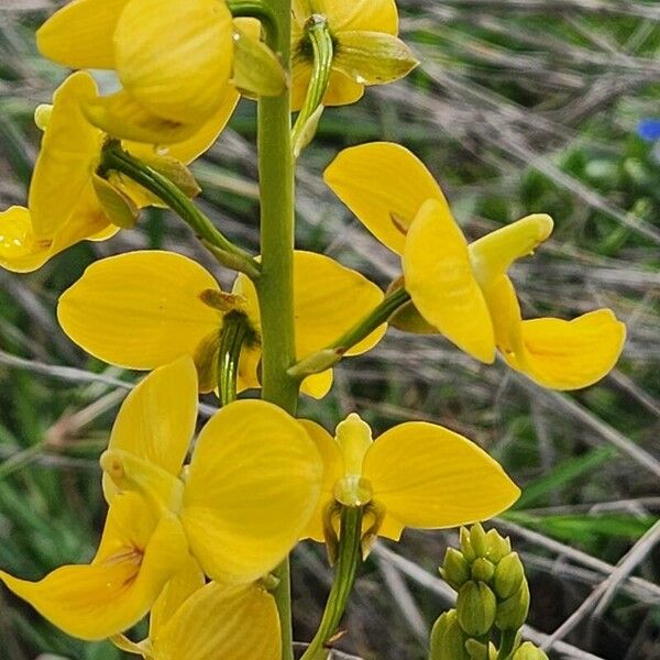 Eulophia speciosa ফুল