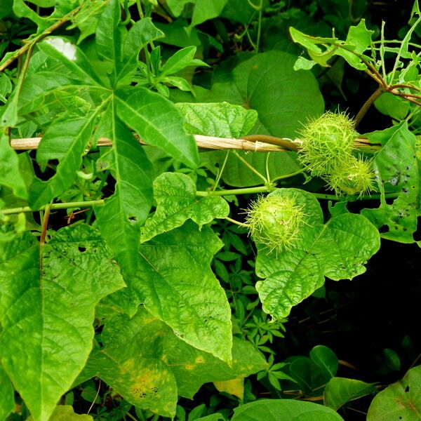 Passiflora foetida 果實