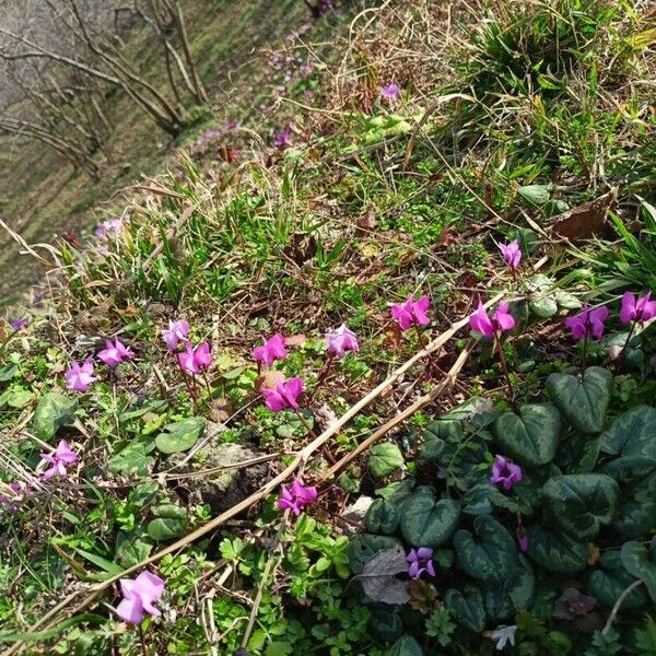 Cyclamen purpurascens Cvet