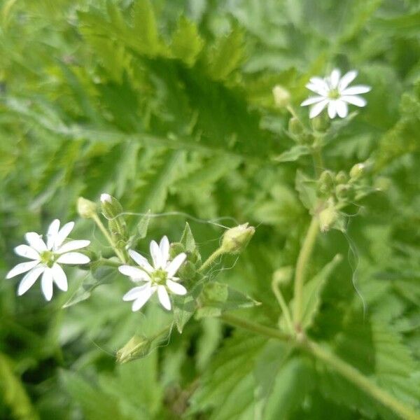 Myosoton aquaticum Flower