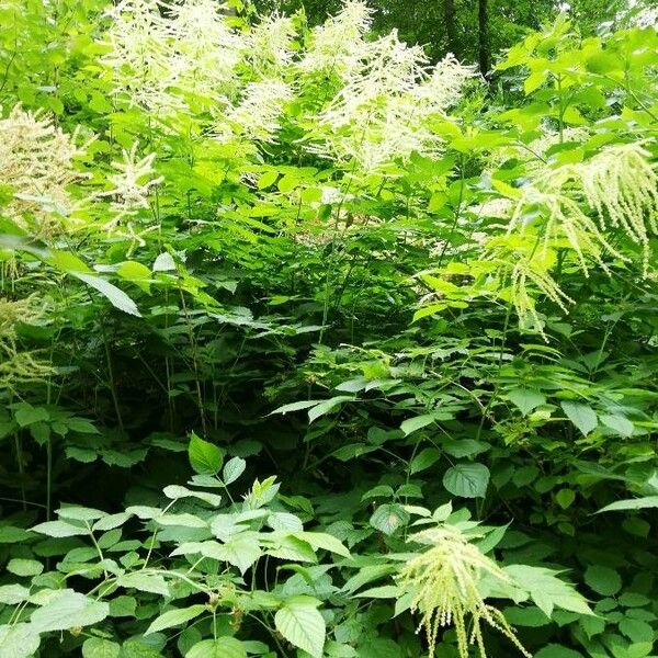 Aruncus dioicus Habit