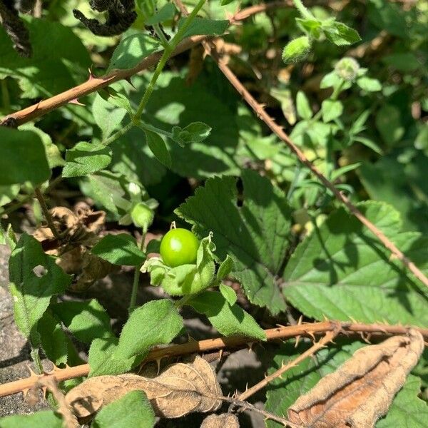 Silene baccifera Плод