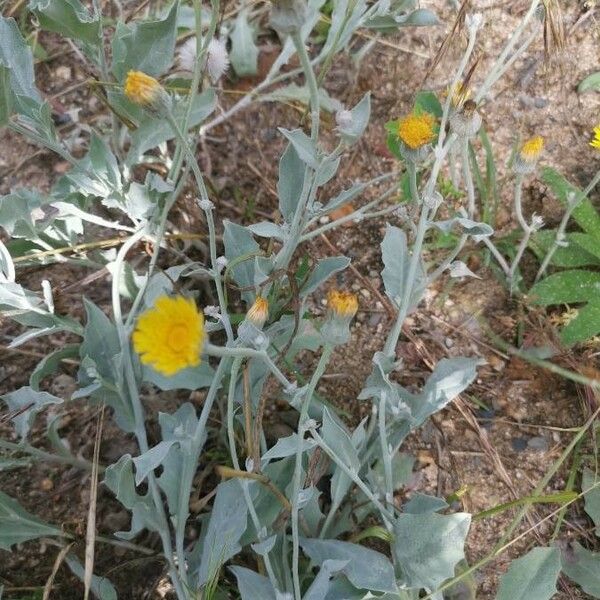 Andryala ragusina Blomma