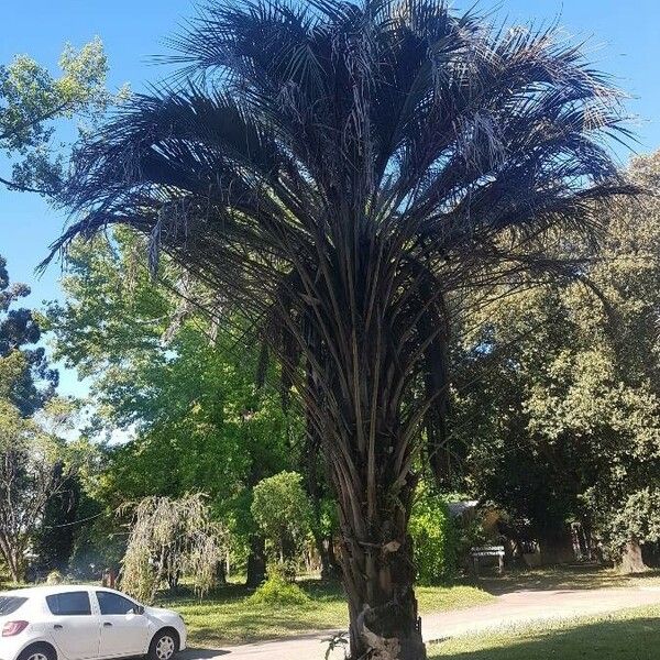 Butia capitata Blad