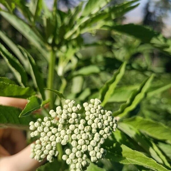 Sambucus ebulus Fiore