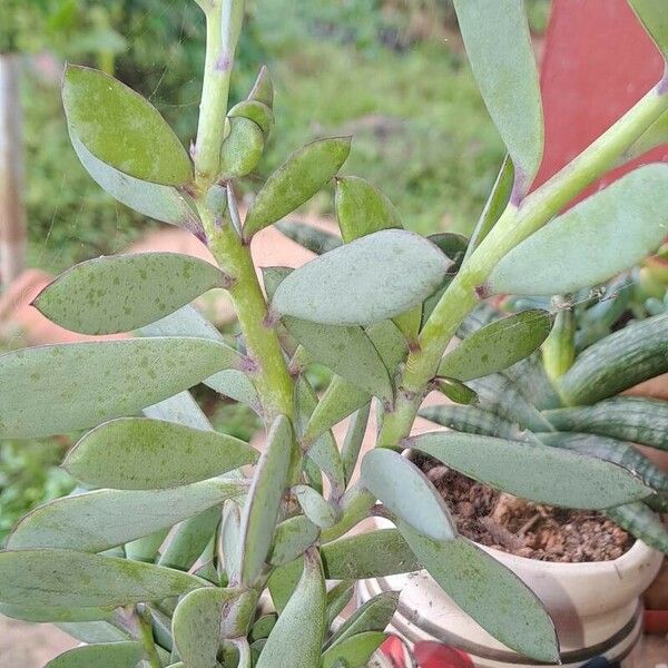 Senecio crassiflorus 叶