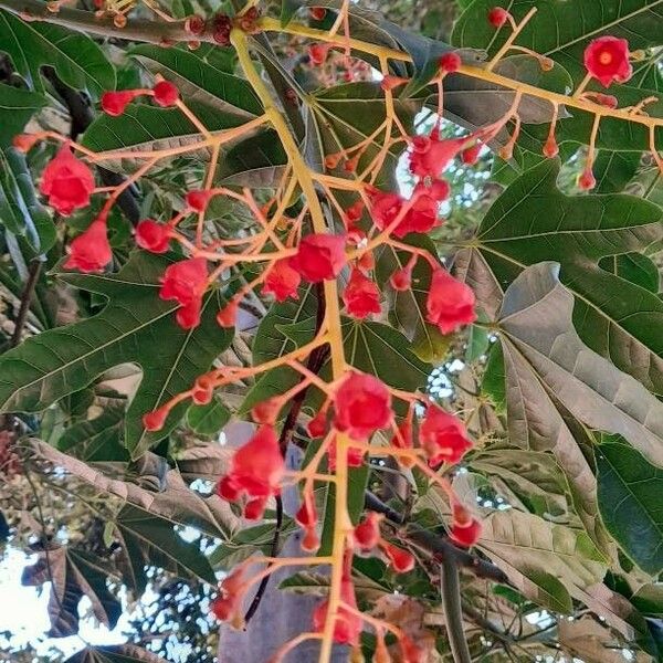 Brachychiton acerifolius 花