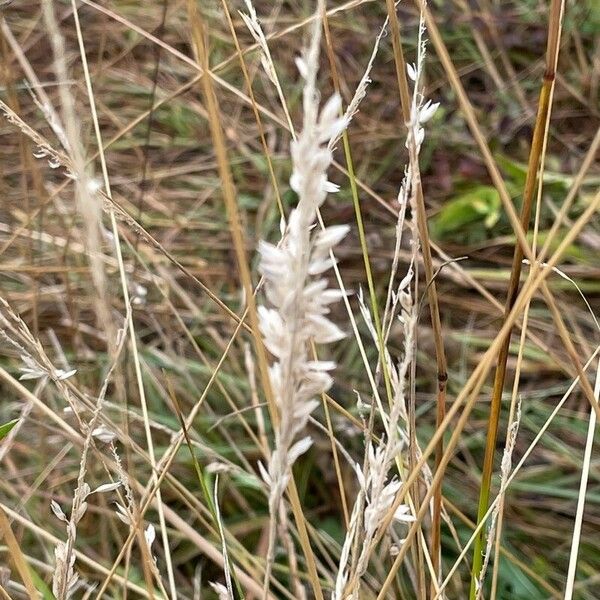 Holcus lanatus Habit