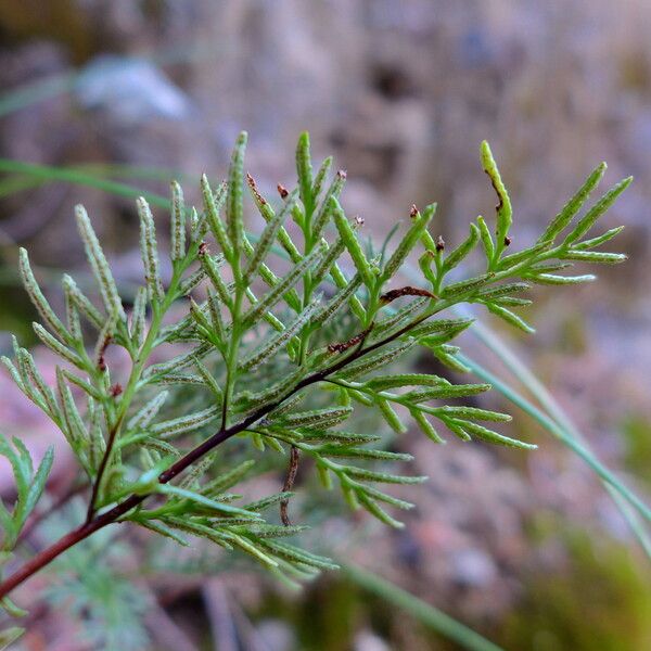 Aspidotis densa Blad