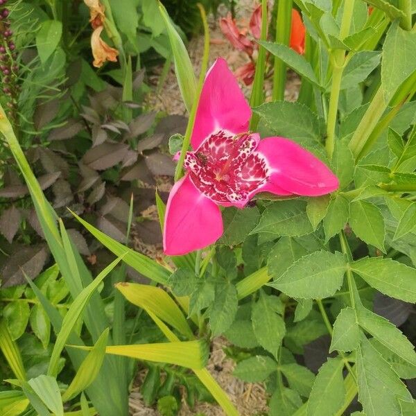 Tigridia pavonia Flower