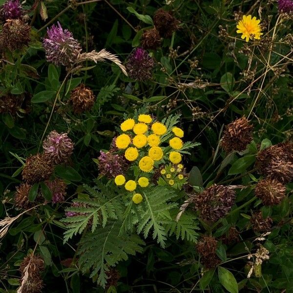 Tanacetum vulgare പുഷ്പം