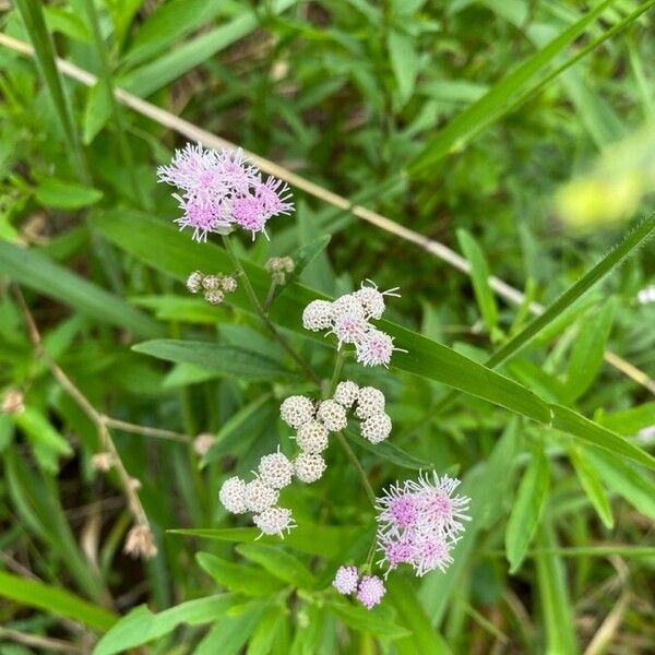 Vernonia polyantha 花