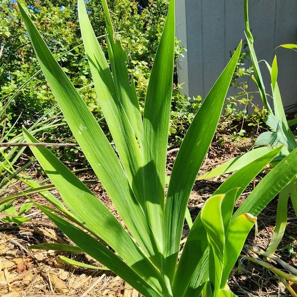 Iris domestica Blad