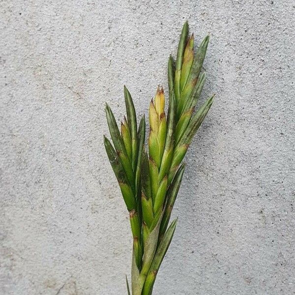 Tillandsia fasciculata Blüte