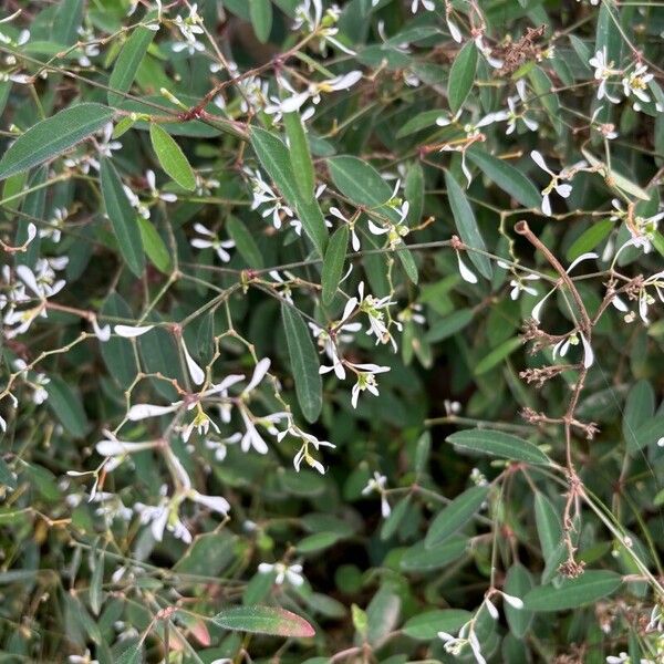 Euphorbia hypericifolia Flor