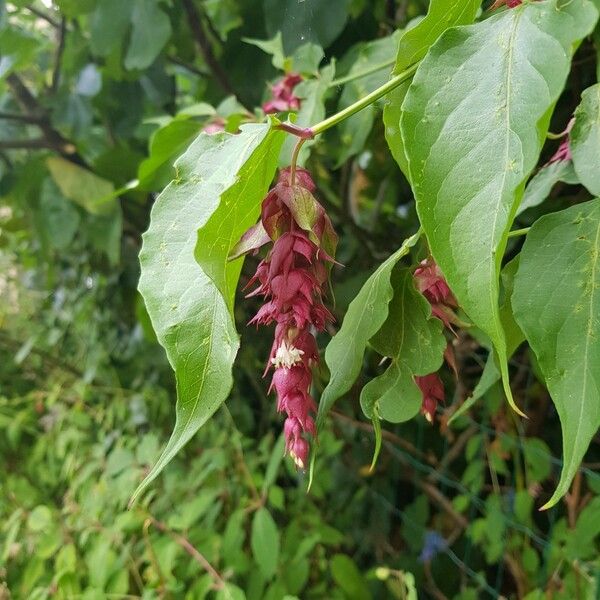 Leycesteria formosa Flor