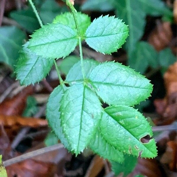 Rosa arvensis Leaf