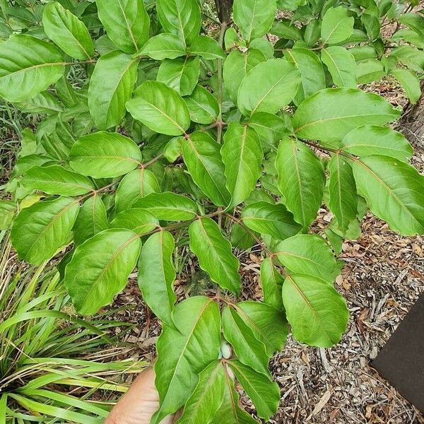 Polyscias elegans Leaf