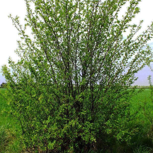 Prunus fruticosa आदत