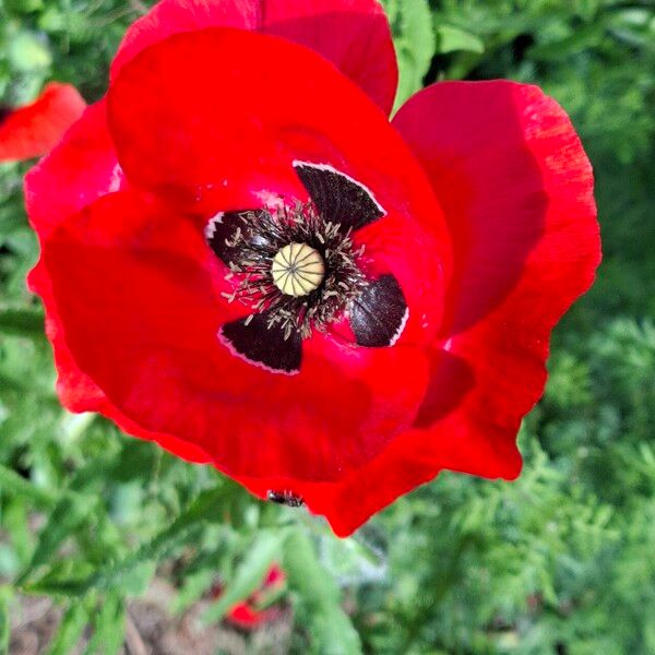 Papaver rhoeas फूल