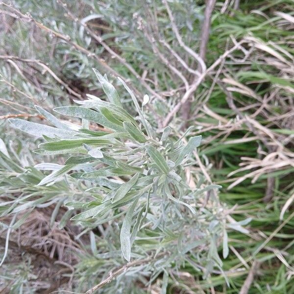 Artemisia cana Leaf