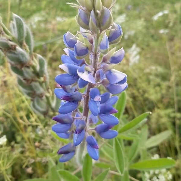 Lupinus angustifolius Blüte