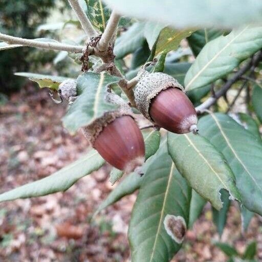 Quercus ilex Fruit