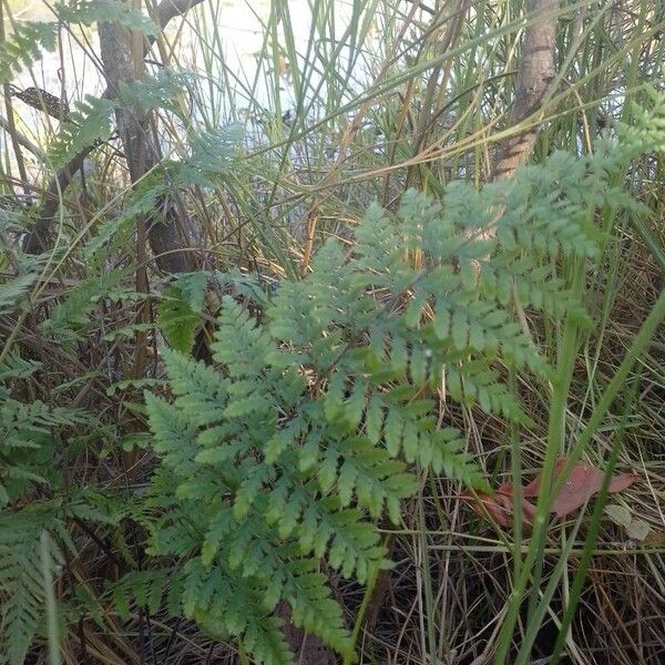 Cystopteris fragilis Leaf