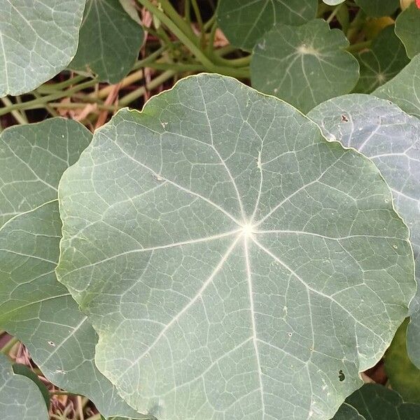 Tropaeolum majus Листок