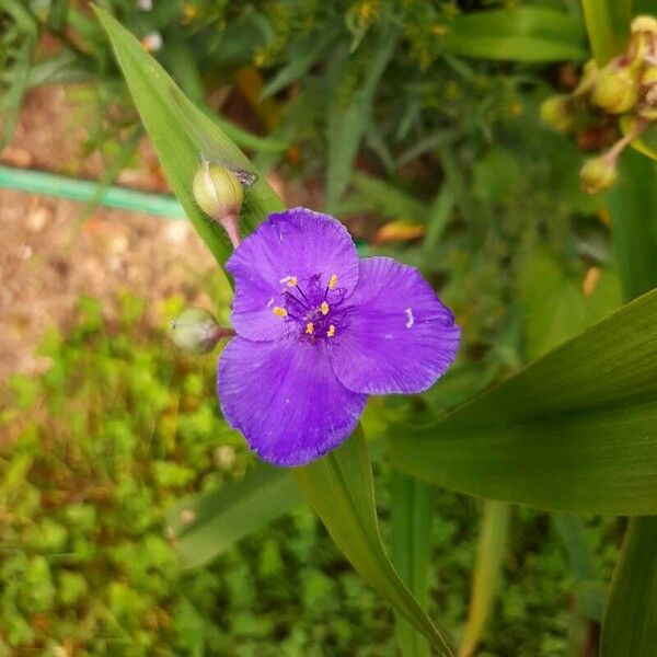 Tradescantia virginiana പുഷ്പം