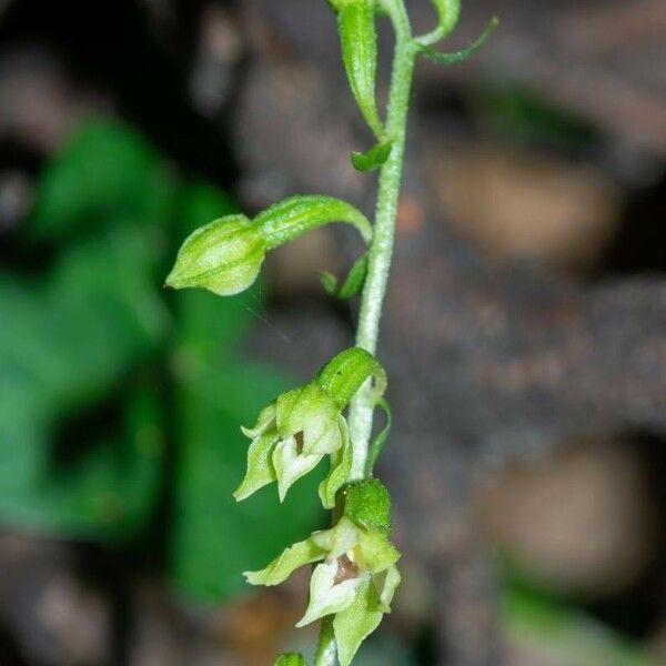 Epipactis albensis Blomma