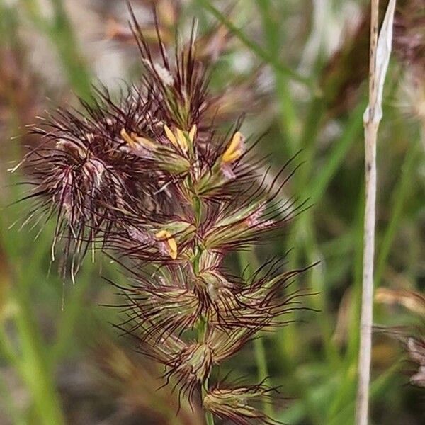 Cenchrus ciliaris Blomst