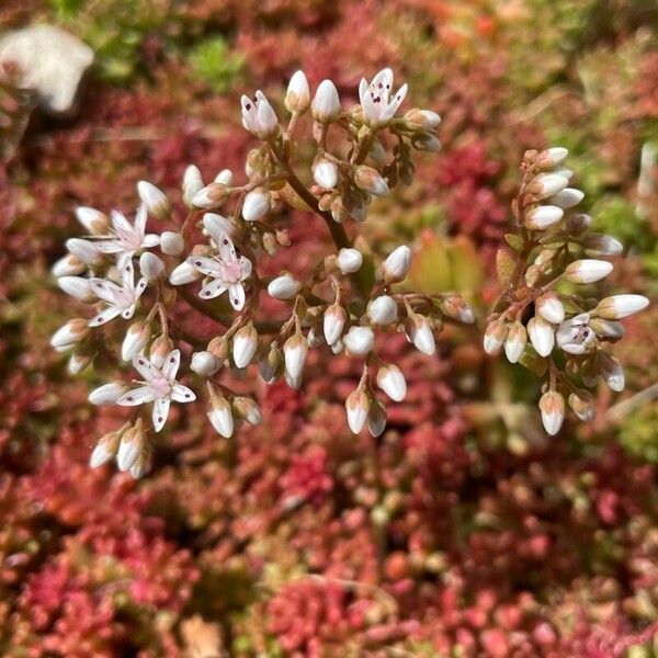 Sedum album عادت