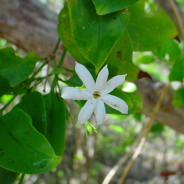 Jasminum simplicifolium Λουλούδι