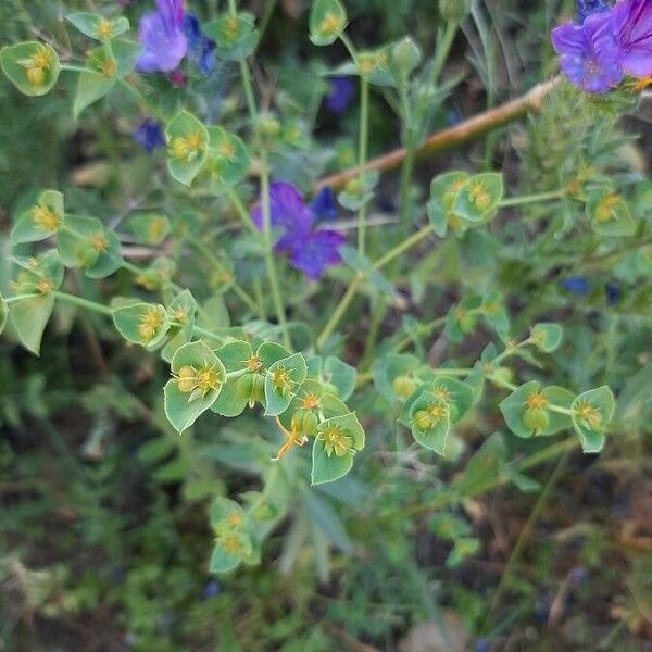 Euphorbia terracina Λουλούδι