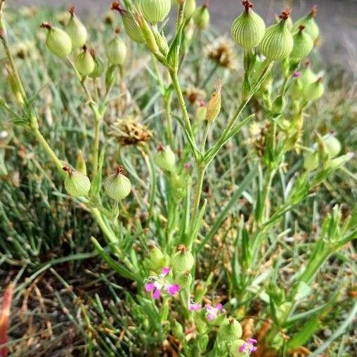 Silene conica Hábitos