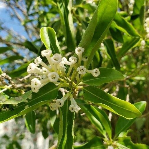 Cestrum diurnum Květ