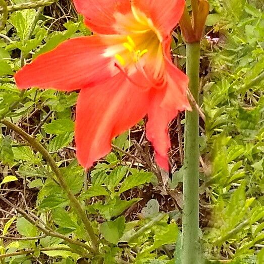 Hippeastrum puniceum Bloem