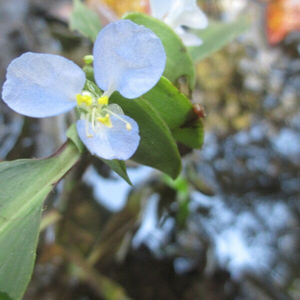 Commelina virginica Λουλούδι