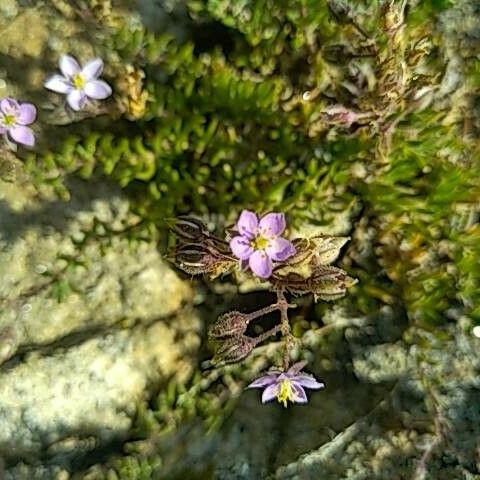 Spergularia rupicola പുഷ്പം