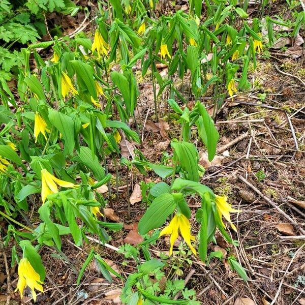 Uvularia grandiflora অভ্যাস